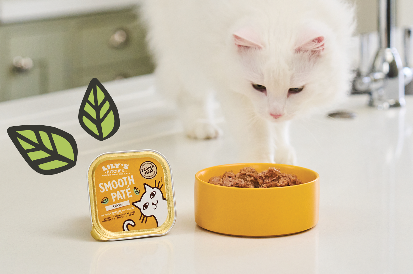 Cat looking at food bowl next to smooth pate tray