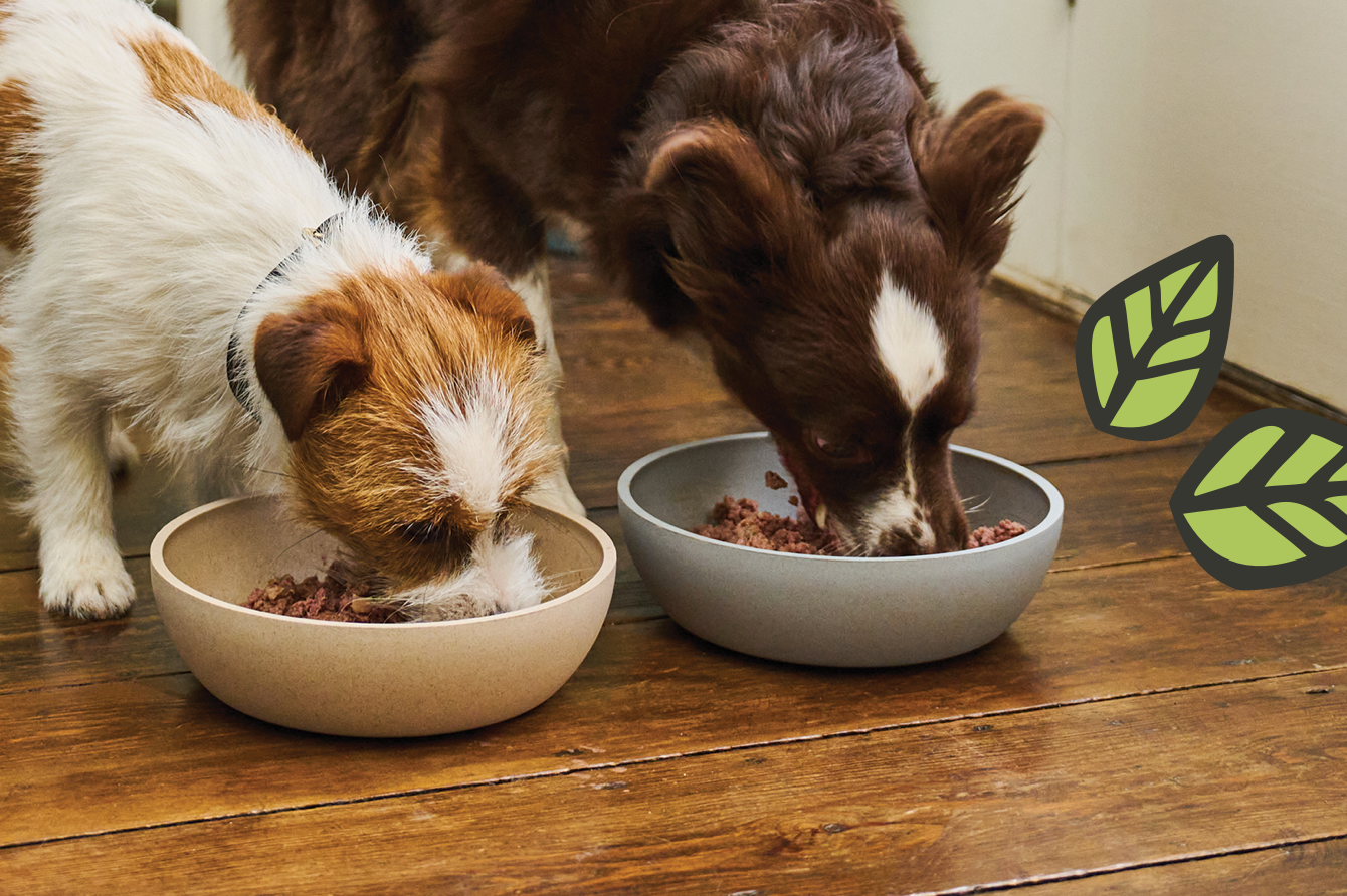 Two dogs eating from food bowls