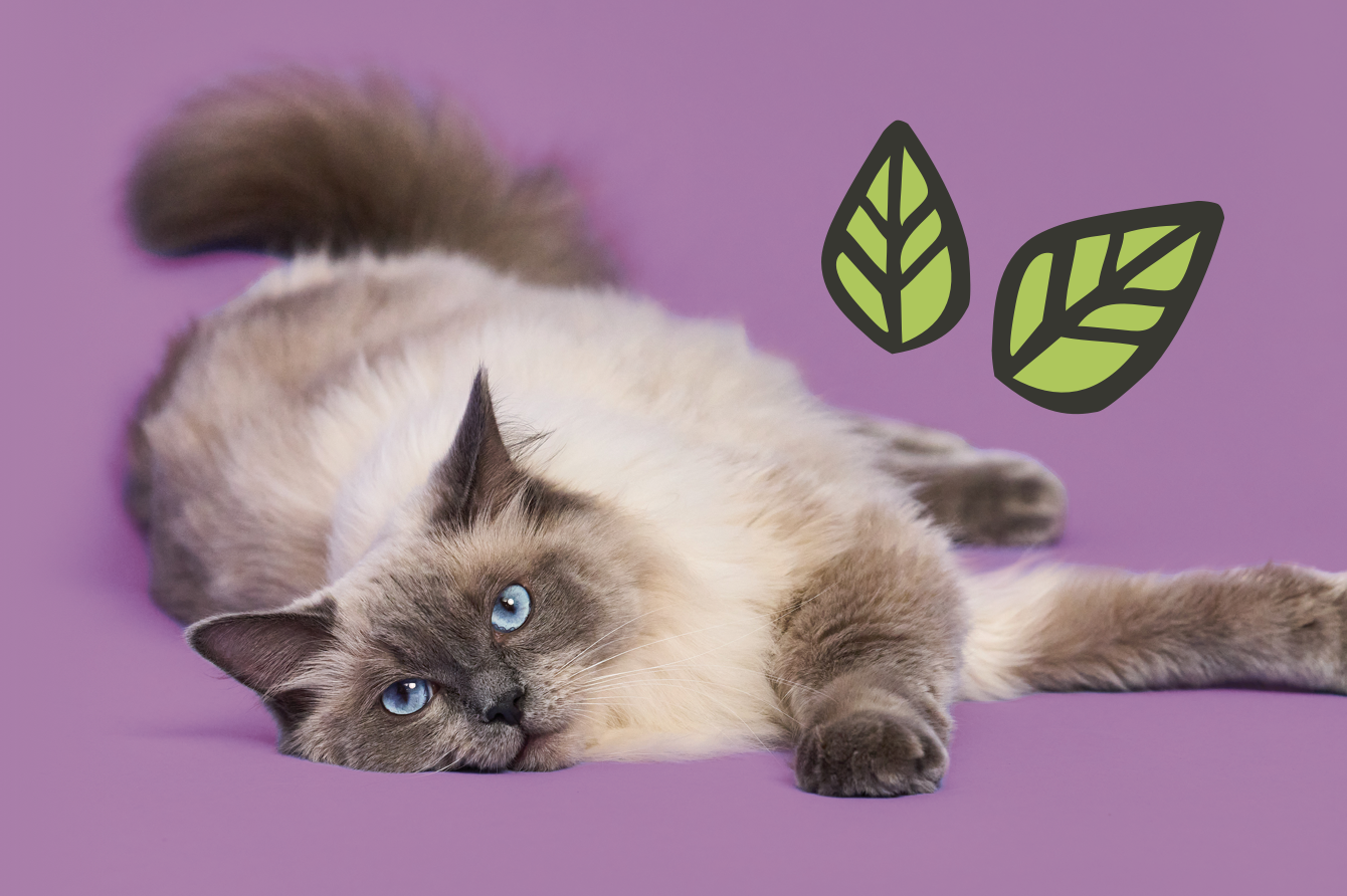 A cat on a lilac background